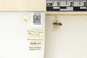 Media type: image;   Entomology 769167 Aspect: Labels